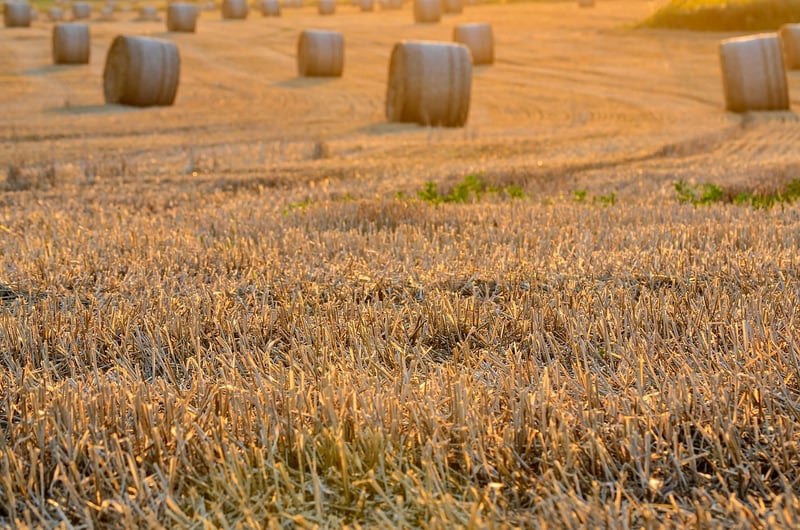 Shared Harvest Spaces